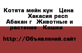 Котята мейн-кун › Цена ­ 15 000 - Хакасия респ., Абакан г. Животные и растения » Кошки   